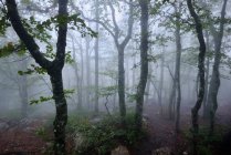 Vista de árvores florestais cobertas de névoa — Fotografia de Stock