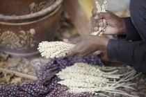 Руки збирання фінікової пальми квіти для запліднення, Ibri, Az Zahira, Оман, Близький Схід — стокове фото