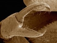 Micrografía electrónica de barrido de garra de cangrejo violinista - foto de stock