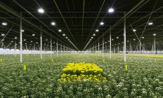 Cut flowers growing in greenhouse, netherlands — Stock Photo