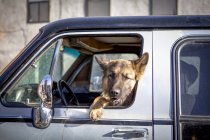 Dog looking out of car window in sunlight — Stock Photo