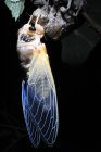 Closeup shot of molting hanging on tree branch during night time — Stock Photo