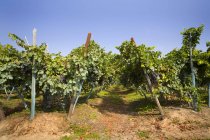 Vista del viñedo, Langhe Nebbiolo, Piamonte, Italia - foto de stock