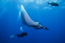 Дайвер-аквалангист, плавающий с гигантским Manta Ray (Manta birostris), вид под водой, Сан-Бенедикто, Колима, Мексика — стоковое фото