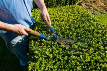Cropped shot of man trimming hedge with garden shears — Stock Photo