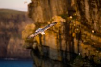 Seagull flying beside cliffs — Stock Photo
