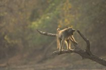 Babbuino sul ramo di un albero nel Parco Nazionale delle Piscine di Mana, Zimbabwe — Foto stock