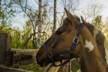 Skewbald horse in forest looking out from gate, Russia — Stock Photo