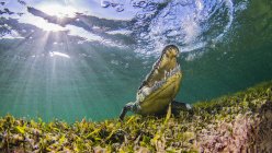 Подводный вид на соленого крокодила с открытым ртом — стоковое фото