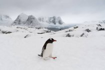 Pingüino Gentoo en la nieve, Isla Petermann, Antártida - foto de stock
