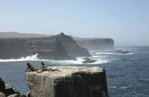 Iguanes marins sur pierre, îles Galapagos, Équateur — Photo de stock