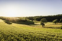 Сельская сцена на рассвете, Нойлинген, Баден-Вюртемберг, Германия — стоковое фото