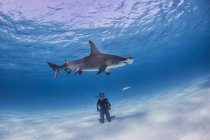 Diver watching Great Hammerhead shark, underwater view — Stock Photo