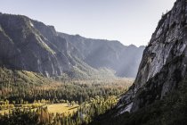 Vista elevada del bosque del valle, Parque Nacional Yosemite - foto de stock