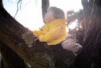 Дитячий хлопчик дивиться з паркового дерева — стокове фото