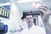 Científico examinando muestra en placa de Petri - foto de stock