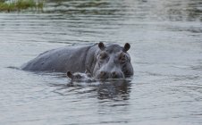Hipopótamo con bebé o anfibio hipopótamo nadando en el agua - foto de stock