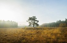 Champ avec arbre entre les bois dans le brouillard — Photo de stock