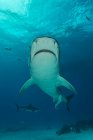 Vista subaquática do tubarão tigre natação — Fotografia de Stock
