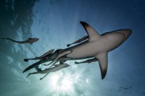 Океанічна чорна підв'язка акула, що плаває з невеликою рибою — стокове фото