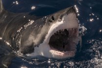 Weißer Hai vermisst ein Stück Köder und bricht die Oberfläche mit weit geöffnetem Maul, Guadalupe-Insel, Mexiko — Stockfoto