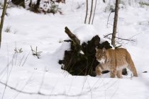 Евразианская рысь прогулка в национальном парке баварских лесов — стоковое фото