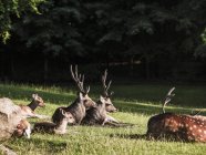 Grupo de ciervos acostados, Aarhus, Dinamarca - foto de stock