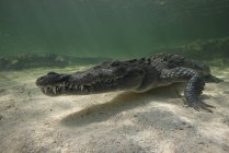 Due coccodrilli americani o crocodylus acutus nella bassa profondità dell'atollo di Chinchorro, Messico — Foto stock