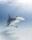 Великий молот акула плавання під водою — стокове фото