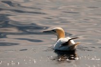 Pássaro de gannet que flutua na água na luz solar brilhante — Fotografia de Stock