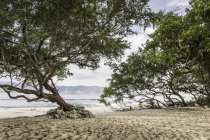 Bäume am Strand, gili meno, lombok, indonesien — Stockfoto