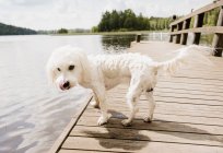 Wet coton de tulear dog on lake pier in sunlight — Stock Photo