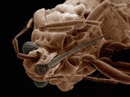Scanning electron micrograph of mouthparts of hebridae bug — Stock Photo