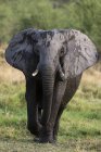Un gran elefante africano (Loxodonta africana), concesión Khwai, delta del Okavango, Botsuana - foto de stock