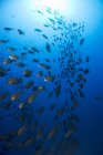 Grande gruppo di pesci scolarizzati sott'acqua — Foto stock