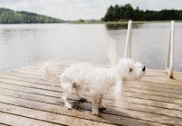 Húmedo coton de tulear perro sacudiendo agua en el muelle del lago - foto de stock