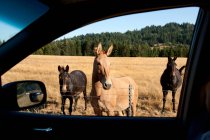 Tres caballos salvajes - foto de stock