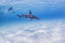 Grande tubarão-martelo, vista subaquática — Fotografia de Stock