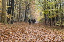 Vista trasera de las niñas caminando en el bosque de otoño - foto de stock