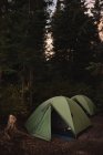 Two tents pitched in forest, sunset time — Stock Photo