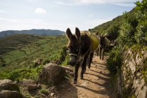 Donkeys on dirt path, Isla del Sol, Lac Titicaca, Bolivie, Amérique du Sud — Photo de stock