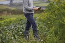 Обрезанный взгляд человека на сельхозугодия с помощью цифрового планшета — стоковое фото