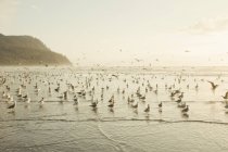 Troupeau de mouettes sur la côte — Photo de stock