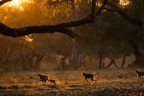 Groupe de babouins adultes et juvéniles ou Papio cynocephalus ursinas, rétro-éclairé au coucher du soleil, Parc national de Mana Pools, Zimbabwe — Photo de stock