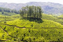 Vue surélevée ensoleillée de la plantation de thé, Kerala, Inde — Photo de stock