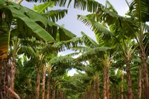 Belas palmeiras verdes crescendo contra o céu azul em Porto Rico — Fotografia de Stock