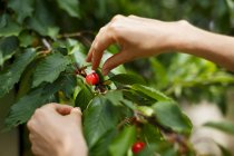 Cropped image of woman picking cherries from cherry tree — Stock Photo