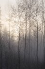 Vista panorâmica de árvores nuas na floresta nebulosa — Fotografia de Stock