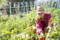 Jovem jardineira que cuida de plantas de tomate na fazenda orgânica — Fotografia de Stock