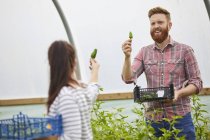 Couple in polytunnel harvesting fresh chilli peppers — Stock Photo